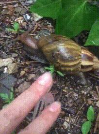 雨后常见的大蜗牛有什么危害,深圳雨后的大蜗牛是保护动物吗
