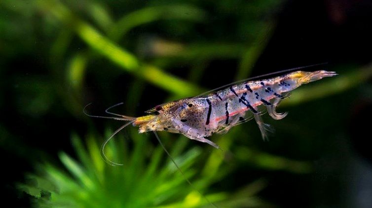 草缸观赏虾品种与养殖,观赏虾哪种在草缸里最好看