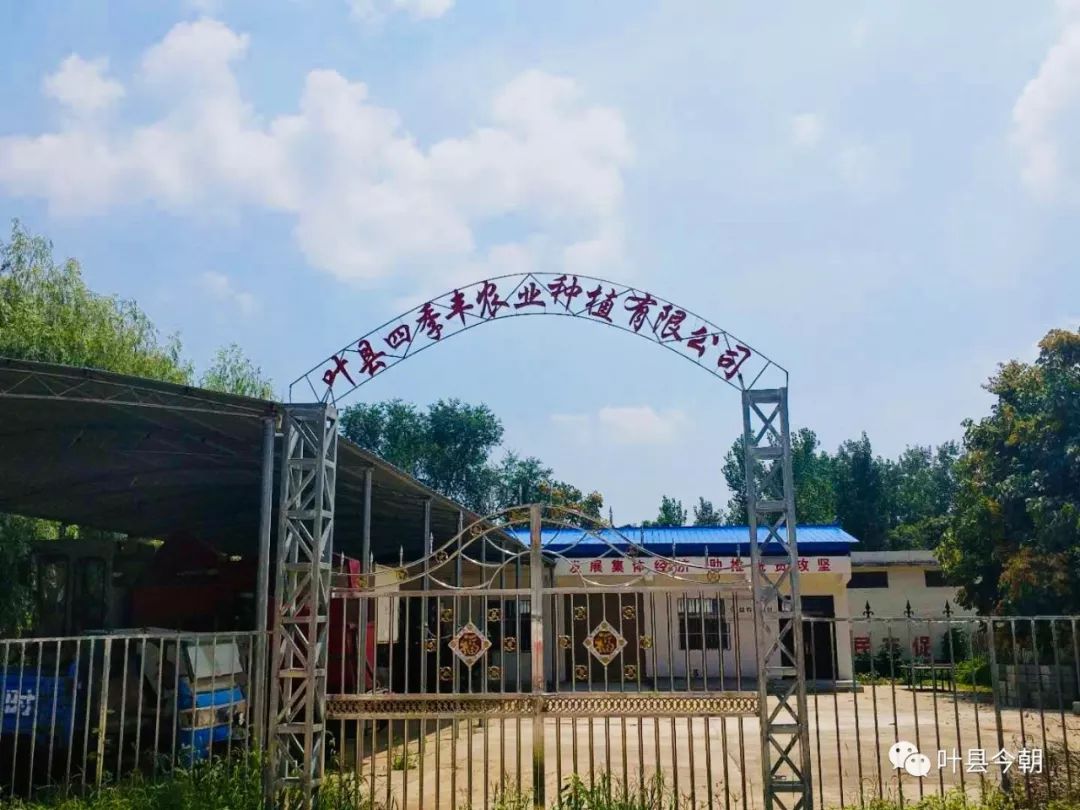 叶县脱贫与乡村振兴有效衔接,乡村振兴可以去做点什么