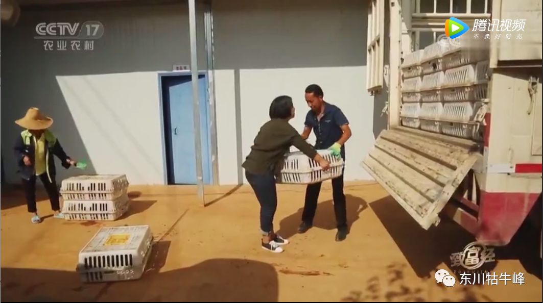 东川茶花仙子今日新闻,东川茶花致富经