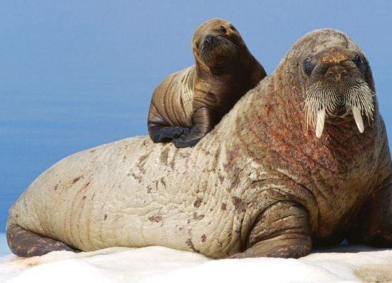 跟哪吒有关的动物,真正有哪吒吗