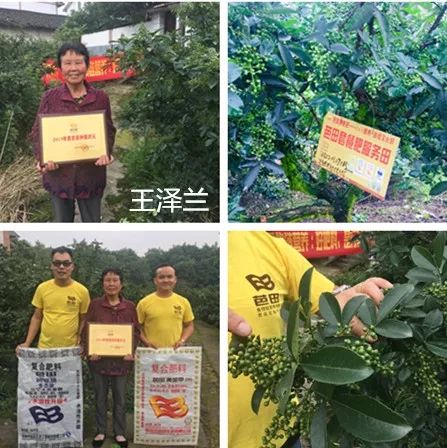 一用就是20多年，这款肥成就一大波种地状元