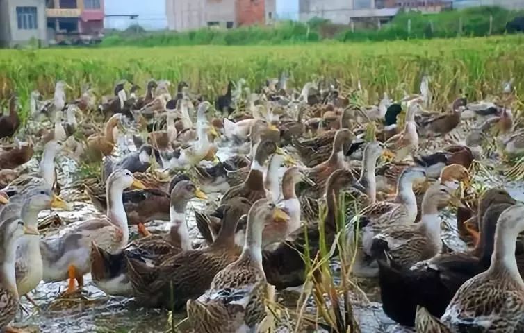 防城港的鸭子，为什么怕“七月十四”？