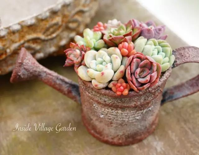 当破铜烂铁碰上多肉，这美度居然还能翻倍