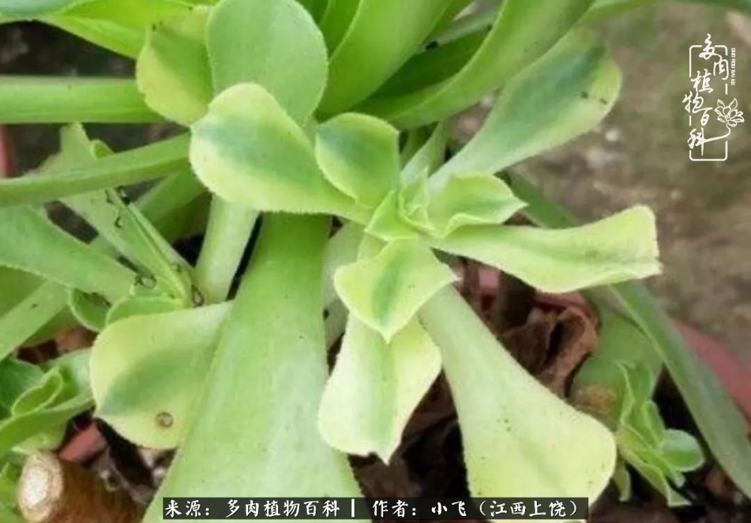 多肉法师品种科普之常见法师锦,法师多肉新品种锦光辉