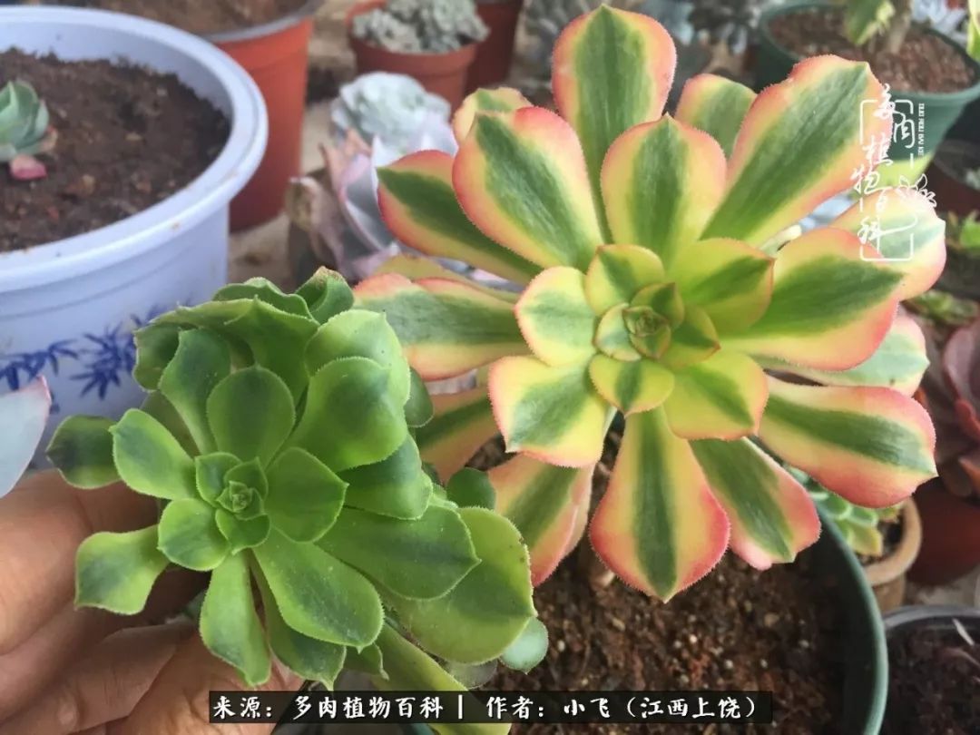 多肉法师品种科普之常见法师锦,法师多肉新品种锦光辉