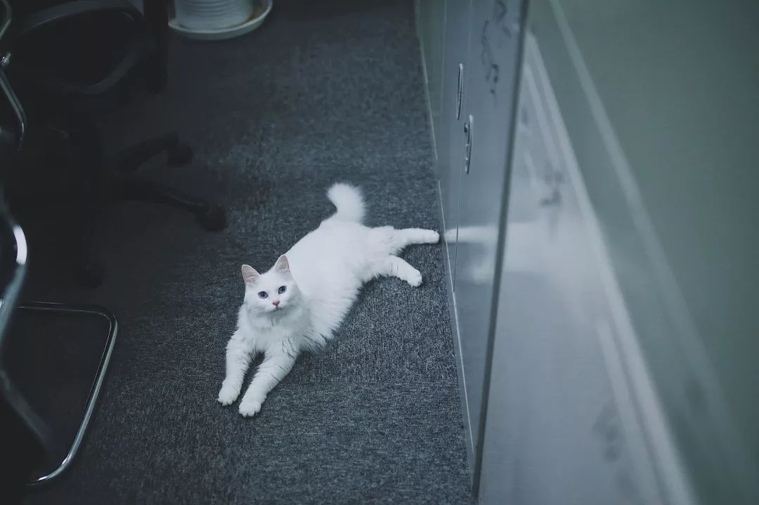 猫知道想主人吗,猫知道下雨下雪