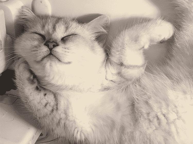 猫知道想主人吗,猫知道下雨下雪