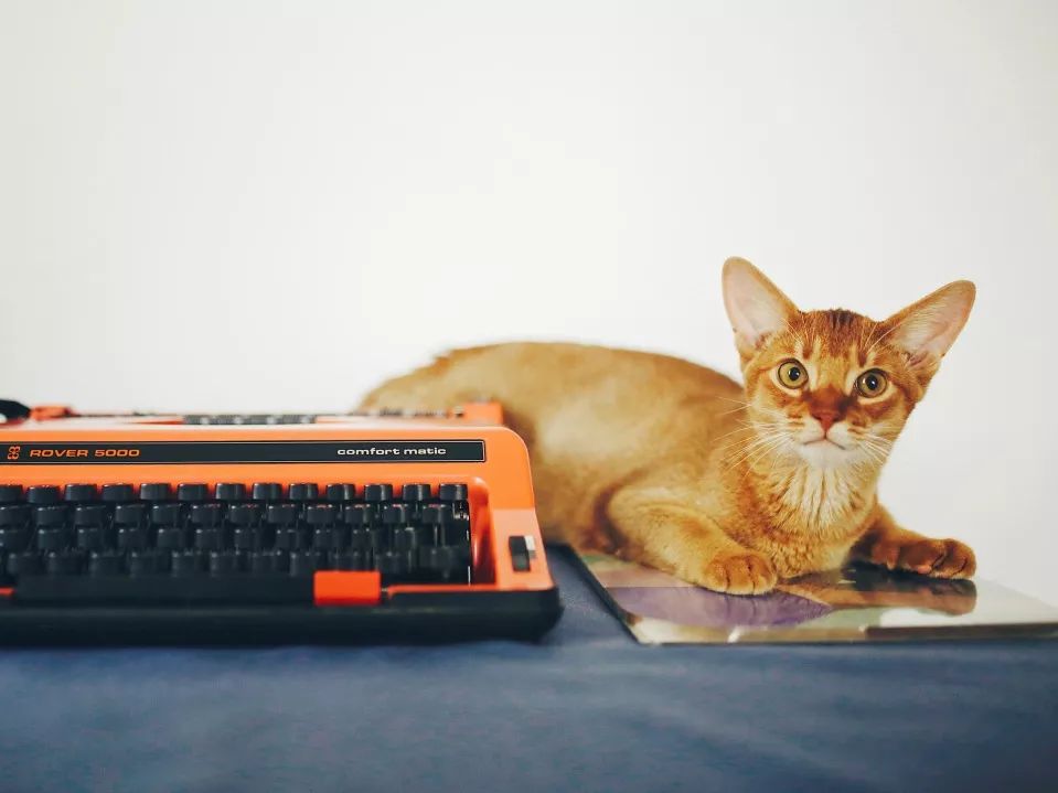 猫知道想主人吗,猫知道下雨下雪