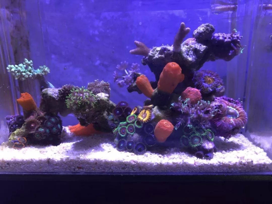 微缸为什么不能超过40公分高,微缸水体容量加大