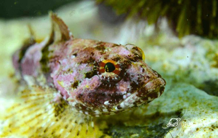 北极圈内的这个冷冽孤独秘境，一到冬天就成为欧洲摄影师的心头肉，国际地理封面就靠你了