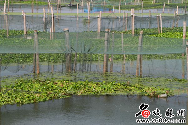 阳澄湖大闸蟹开捕和结束时间,阳澄湖大闸蟹即将正式开捕