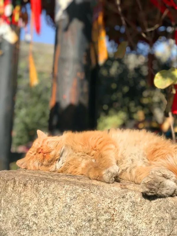 陕西袁家村一年游客量,袁家村营业额过百亿