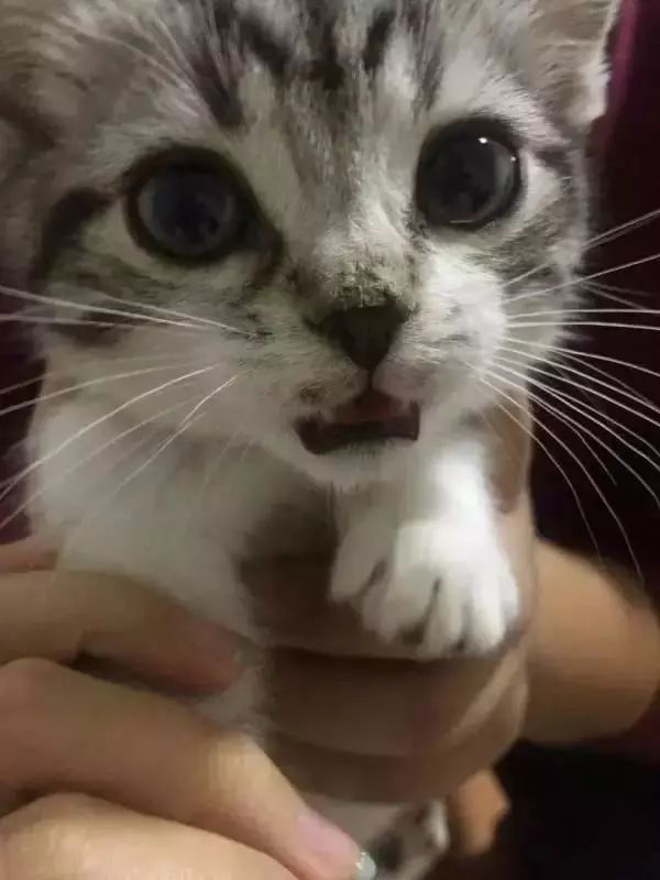 千万别养猫,来自万千网友的血泪控诉