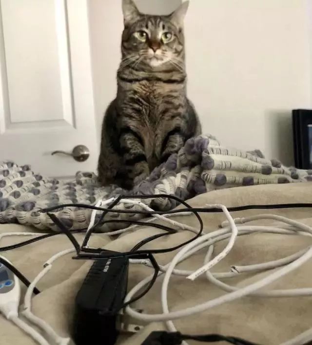 千万别养猫,来自万千网友的血泪控诉