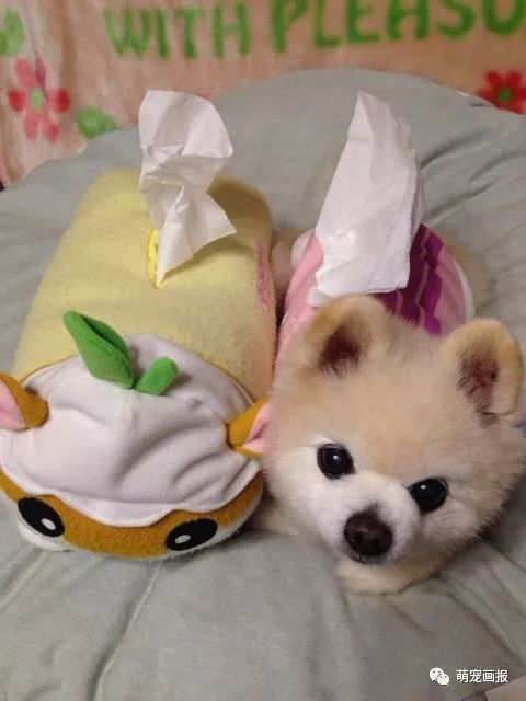 博美犬俊介君,日本博美犬俊介君