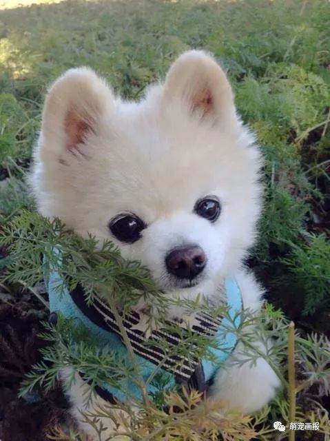 博美犬俊介君,日本博美犬俊介君