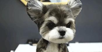 在网上爆火的一只狗,火爆全网的外国狗子