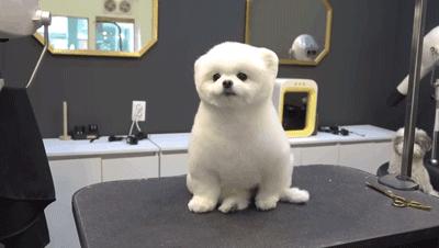 在网上爆火的一只狗,火爆全网的外国狗子