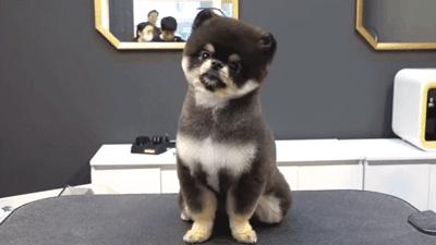 在网上爆火的一只狗,火爆全网的外国狗子