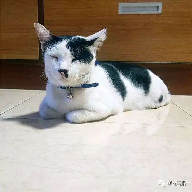 你家有没有这样一只带着小胡子的奶牛猫？