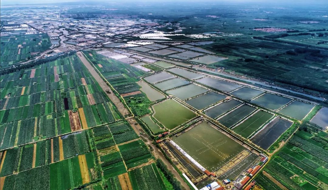 青岛黄岛大棚养梭子蟹,青岛室内养殖梭子蟹