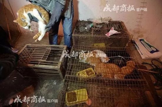 猫被领养后的真实生活,收养一只流浪猫几个月了野性难改