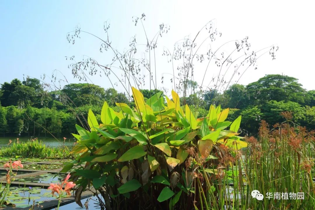 鏂扮煡鏂拌В,鏂扮煡鏂拌