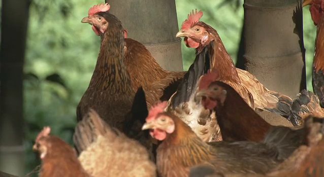 一只鸡卖到268元,如何将一只鸡卖到30亿