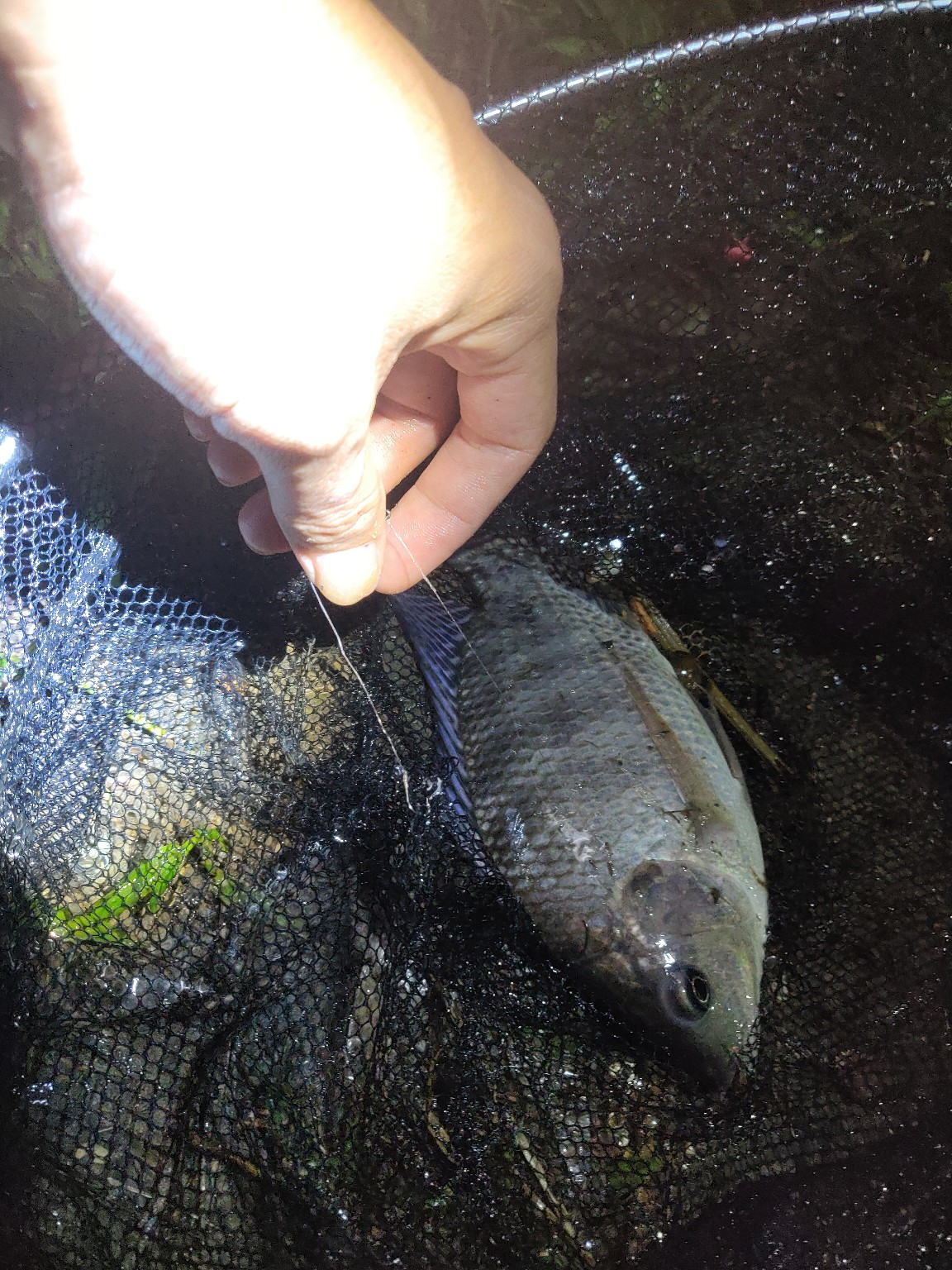 水情不稳定如何钓鱼,水情不明钓鱼必须每次都调漂吗