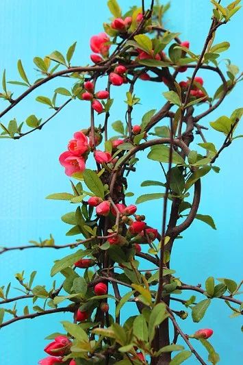 最适合做造型苗的10大树种