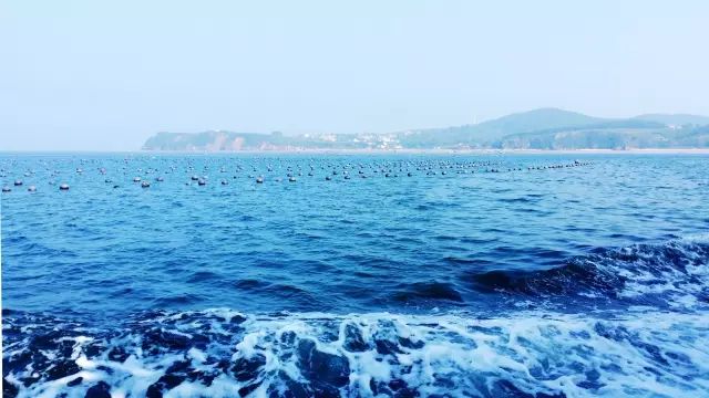 大连开海后的海鲜,开海了吃海鲜去哪个码头最便宜