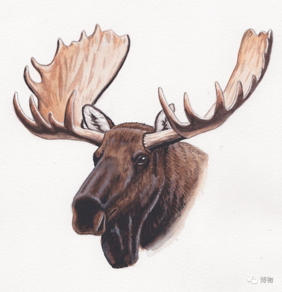 鹿角没有脱落之前有什么反应呢,鹿角自然脱落有血要处理吗