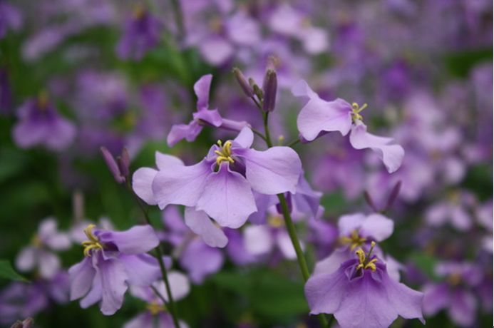 科普植物篇,科普遮阴植物