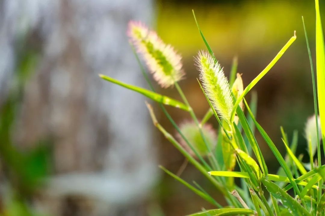 白露时节秋意浓金风玉露喜相逢,金风玉露七夕相遇