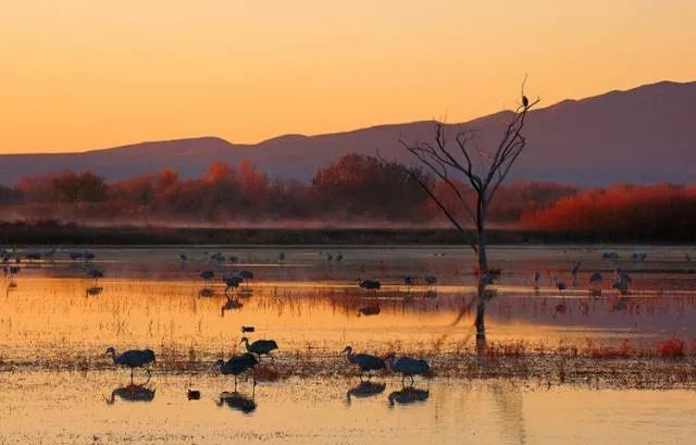 国家有什么螃蟹,国家保护的螃蟹有哪些