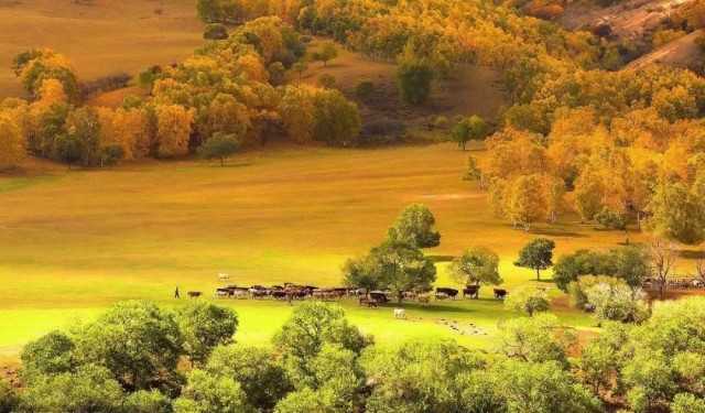 内蒙古的秋天有多美,内蒙古的秋天有多美啊