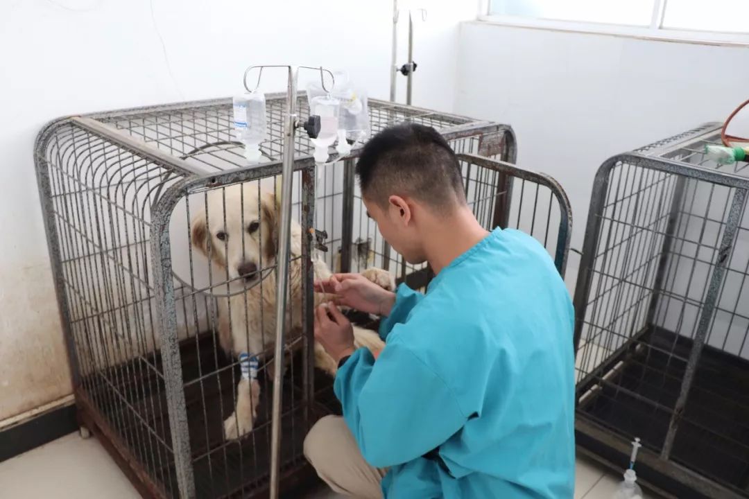 丽江宠物基地,丽江最好的宠物医院