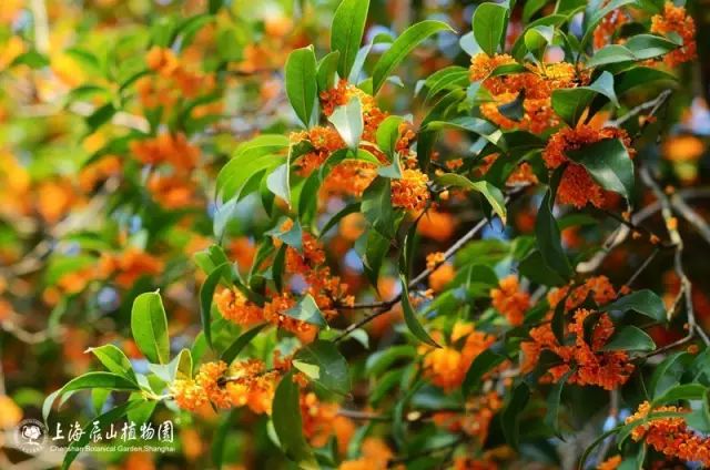 中秋佳节,聊一聊桂花的那些事儿~