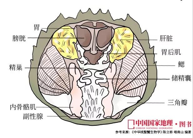 大闸蟹做法简单又好吃,鹤龙湖大闸蟹哪家好吃