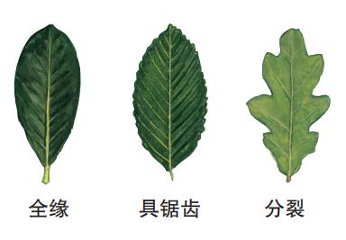 识别树木的最快方法,真假树木鉴别方法