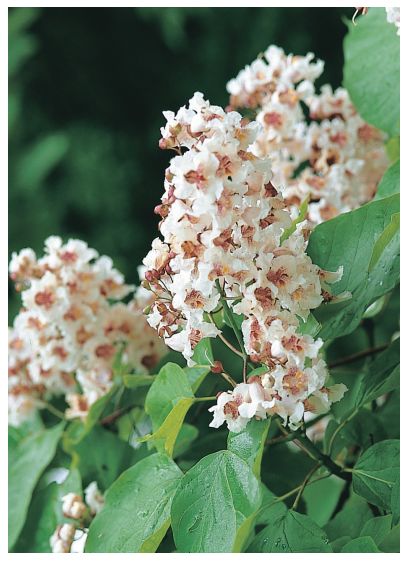 识别树木的最快方法,真假树木鉴别方法