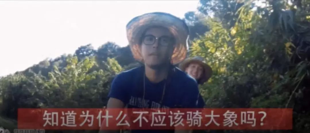 马戏团老虎逃脱后死亡,马戏团老虎脱逃最新结果