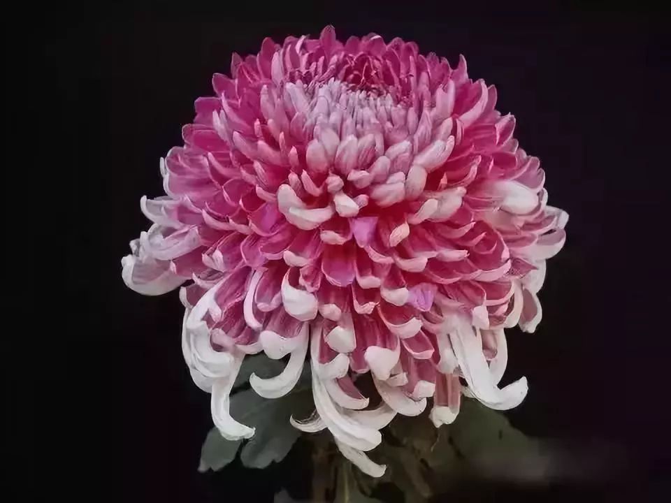 世界最美菊花图整整80种太珍贵了,世界上最美的菊花叫什么名字