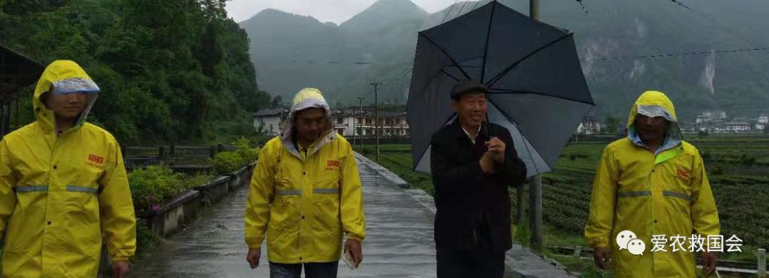 茶树开花太多怎么处理,茶树开花什么原因