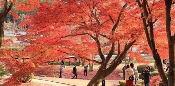 日本银杏叶保存,2019日本赏银杏