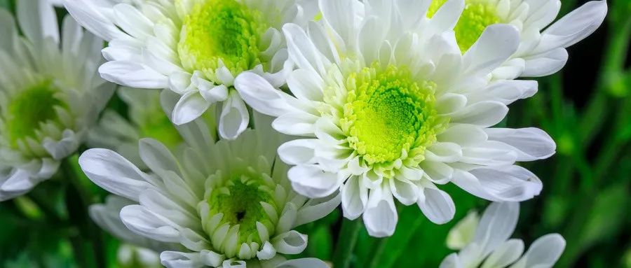 外婆过世了我该怎么办,外婆去世怎么办