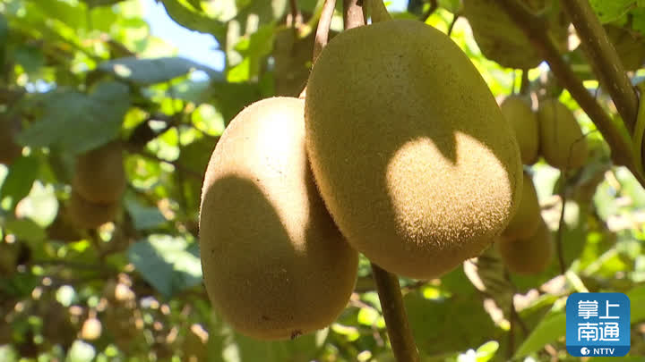 富民创业项目,现代农业增收富民