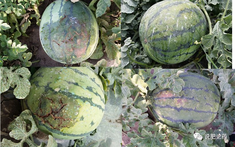 西瓜细菌性果腐病,西瓜细菌性果斑病特效药