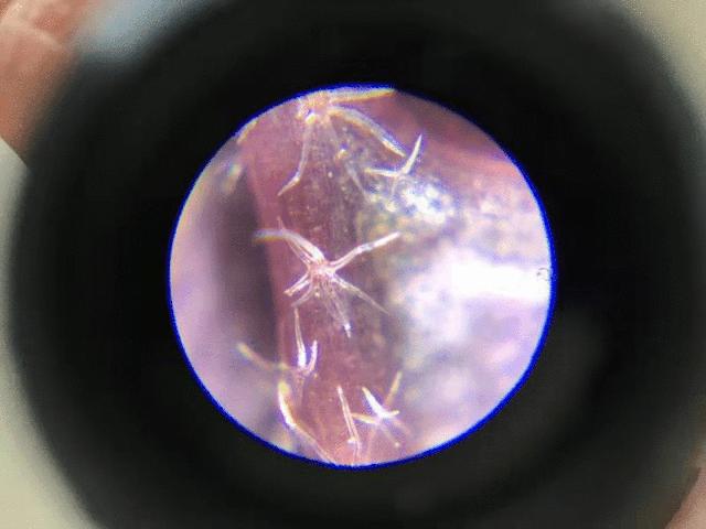 可以放大60倍的微小显微镜,显微镜最大可以放大5000倍